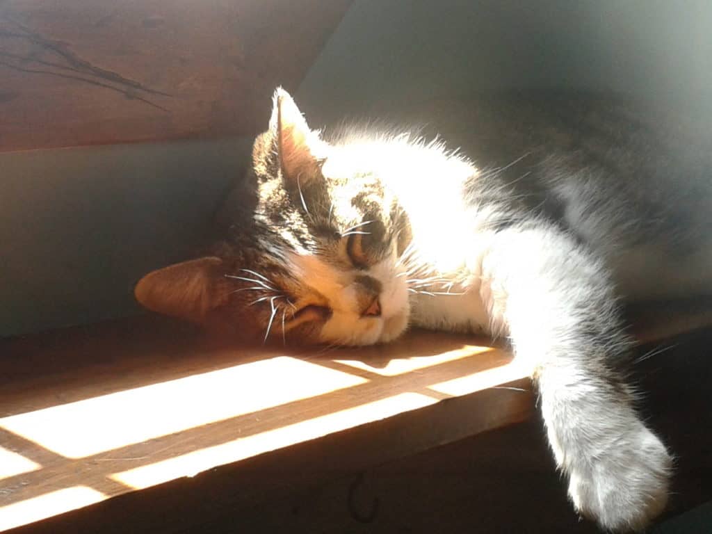 asia nap again