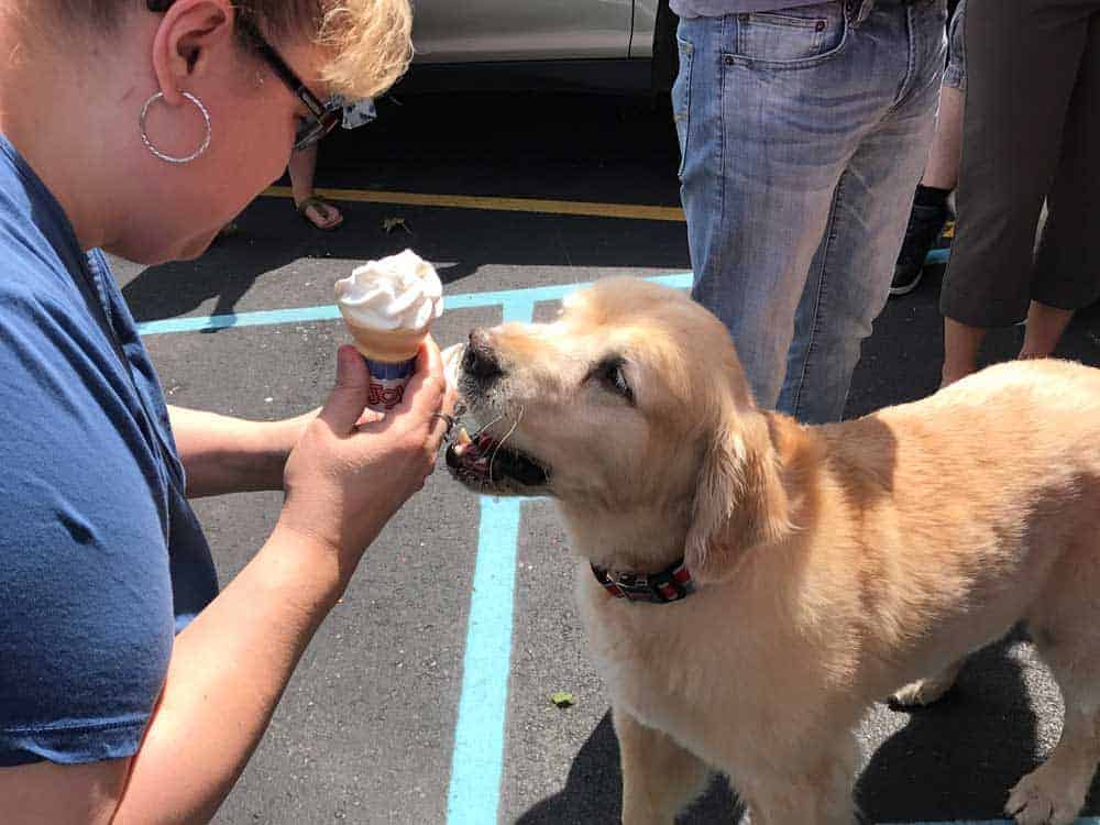 golden retriever eating ice cream